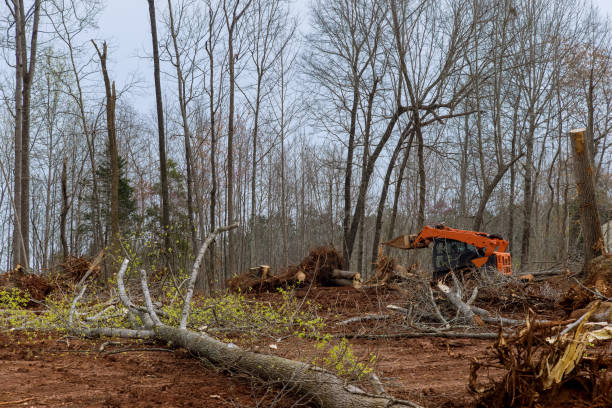 How Our Tree Care Process Works  in  Green Park, MO