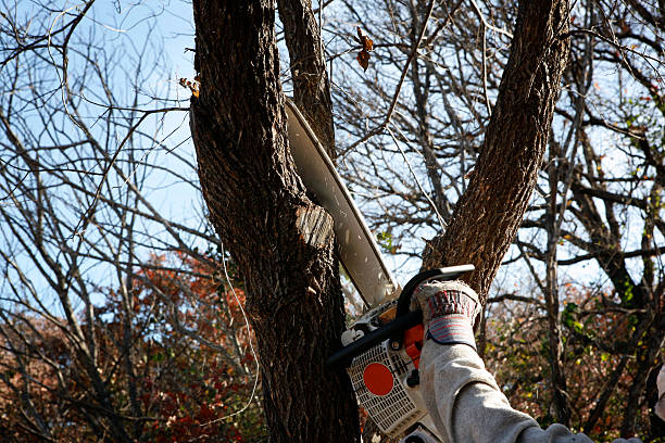 Best Root Management and Removal  in Green Park, MO