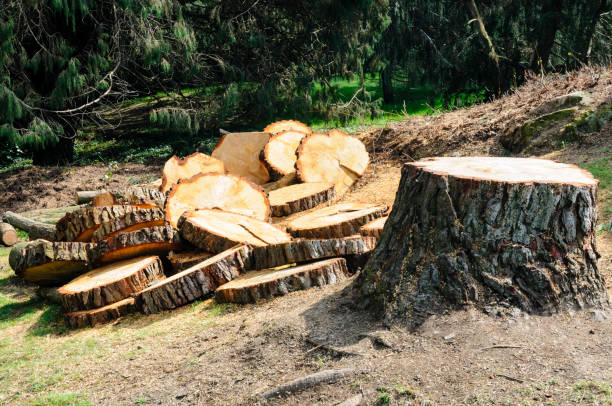 Professional Tree Care in Green Park, MO